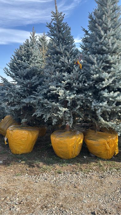 Елка голубая, ель зеленая