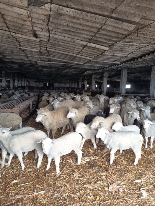 Vand oi cu miei 300 capete!