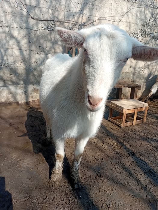 Заанен ешкі сатылады