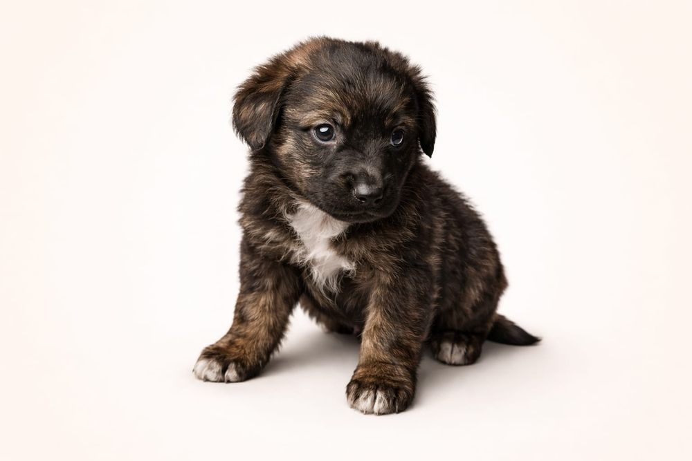 Щенки русского спаниэля