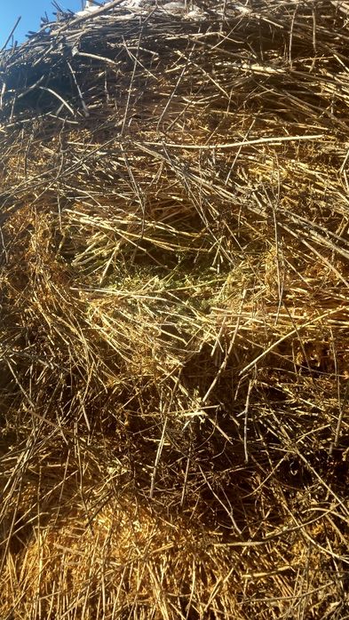 Baloti lucerna a3 coasa