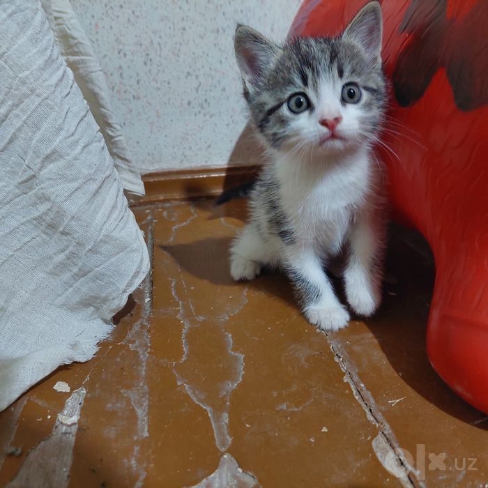 Замечательные котята европейской короткошёрстной бесплатно
