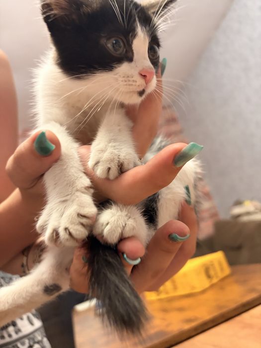 Отдам котика бесплатно мальчик
