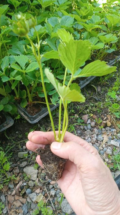 Саженцы клубники сорта Альбион
