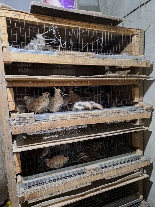 Перепелиные яйца