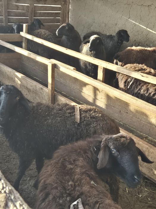 Қозылы қой тоқты