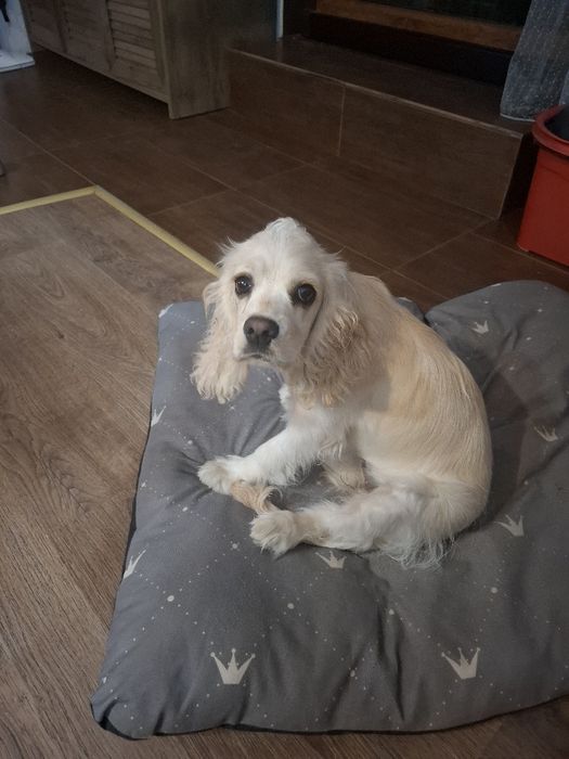 Кокер шпаньол,5-месечна