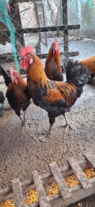 vand ou de incubat si consum