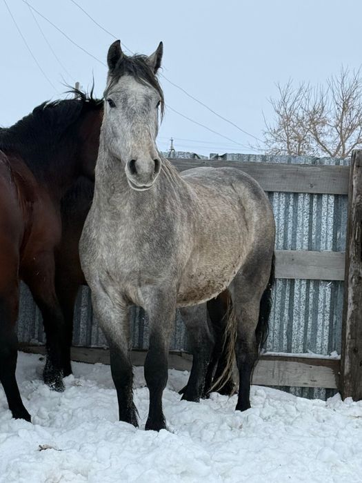 Продам лошадей новаалтайских жеребцов