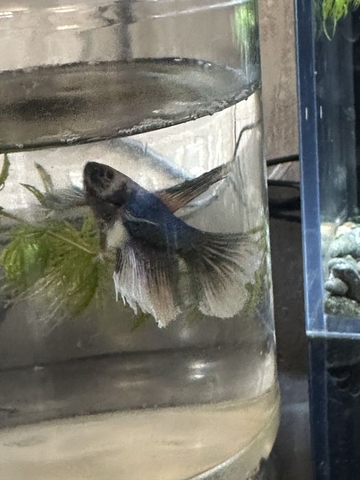 Продам рыбок петушков