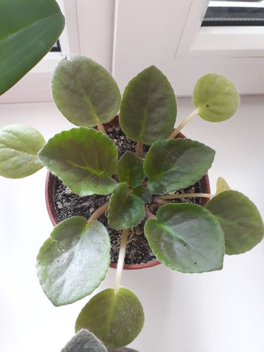 Продам красивые фиалки.