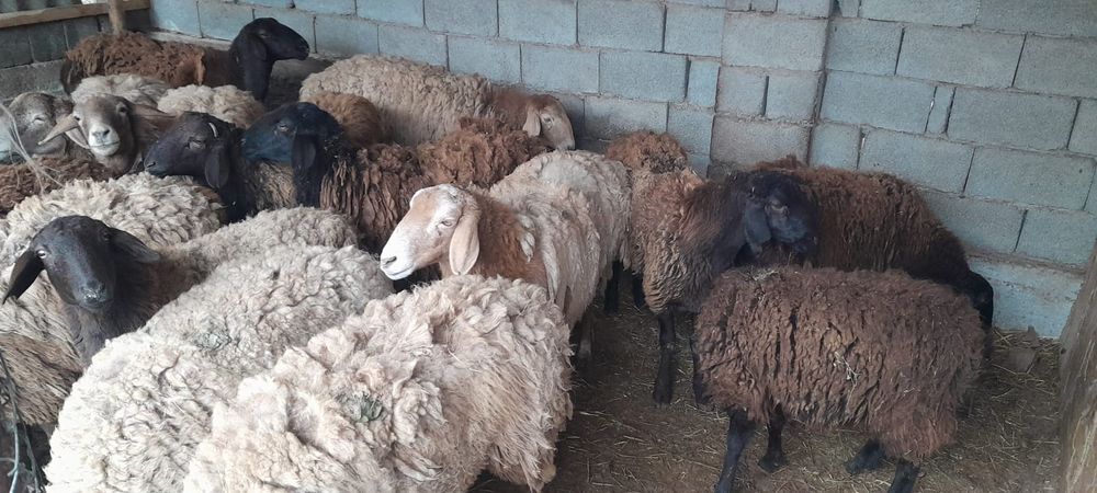 Кой, кошкар.  Буаз