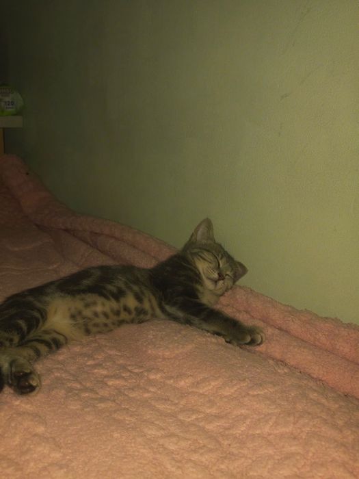 отдам кошку в добрые руки