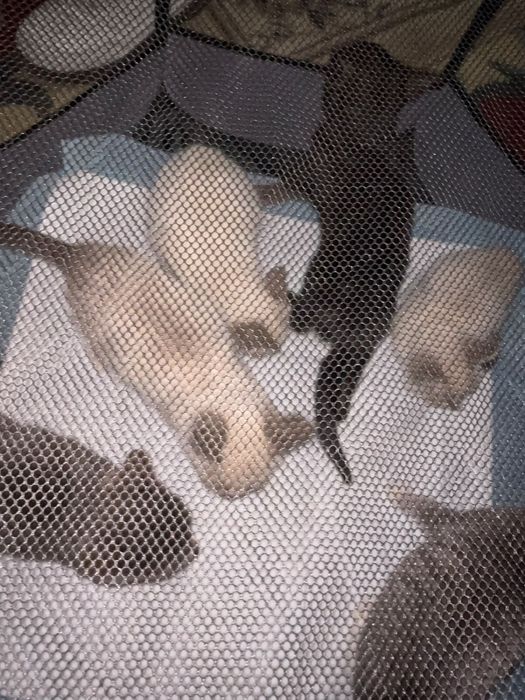 Отдам котят 6 котиков
