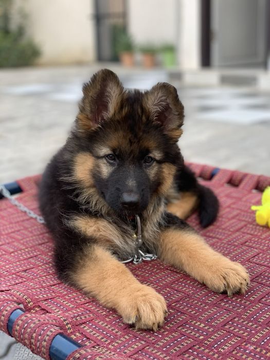 Ciobanesc German baietel