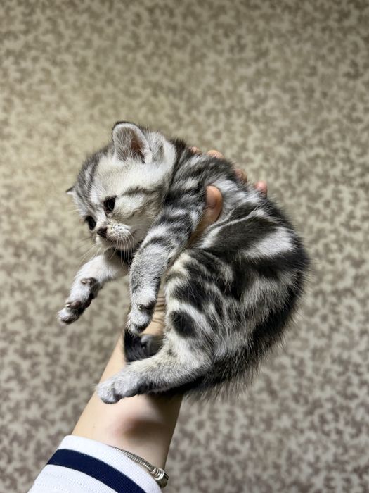 Британские котята