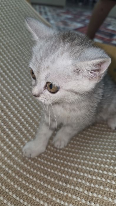 Породистая кошка