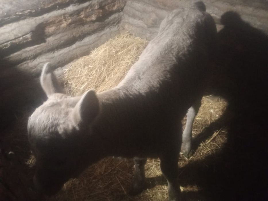 Продам телочку 2.5 недели