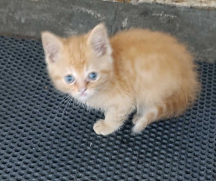 Котенок скоттиш страйт.