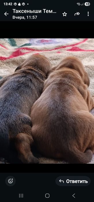 Щенки таксы.Классные!