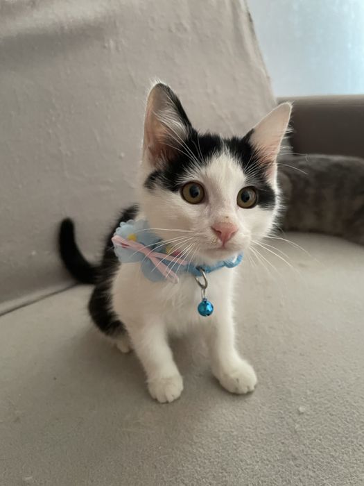 Котенок ищет дом