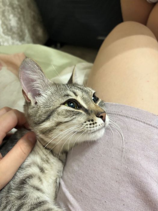 Отдам кошкц в добрые руки ,срочно