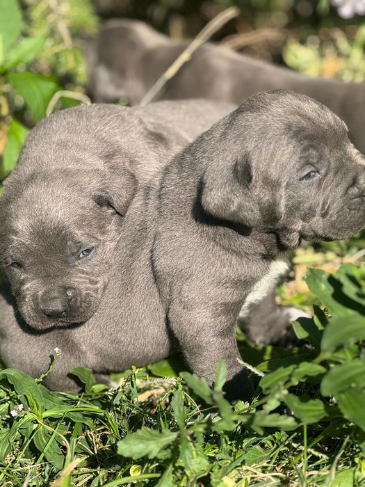 Продавам Кане Корсо