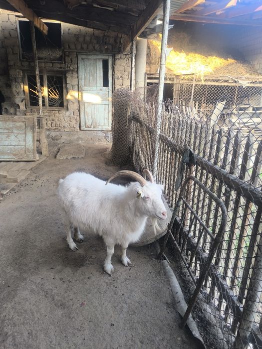 Орыс ешкы сатылады сауын ешкы 4туган