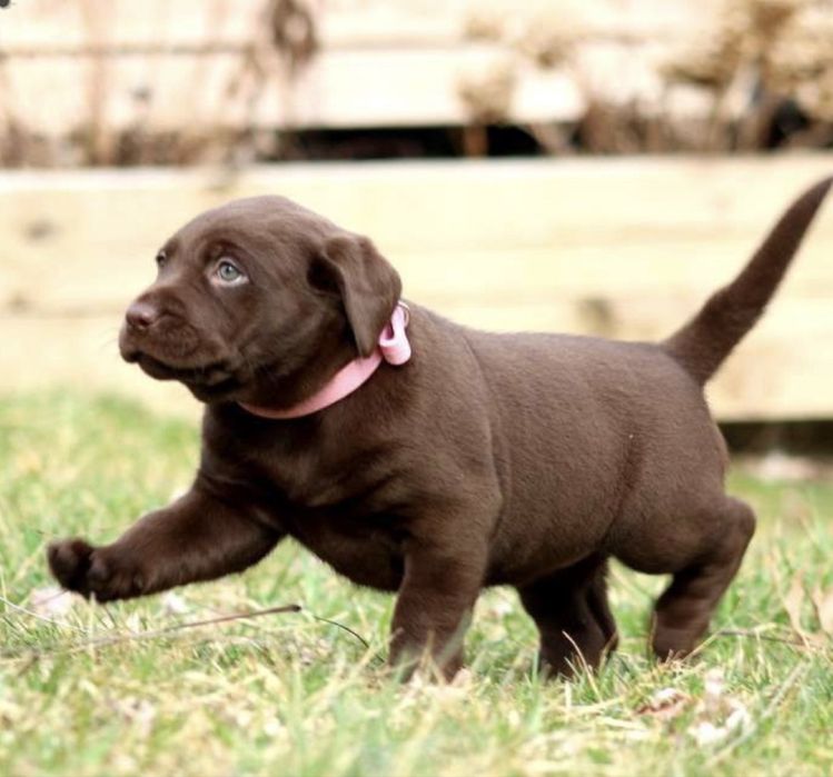Labrador retriever fetita 1200 lei