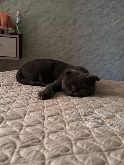 Кошки вислоухий