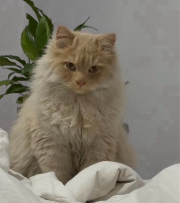 Британский длинношёрстной кот