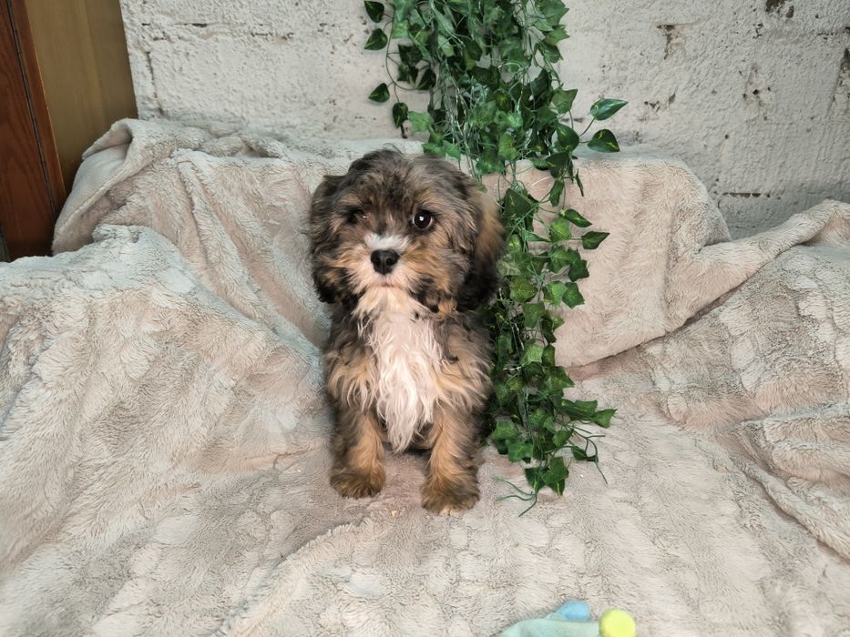 Vand baietel Cavapoo phantom.