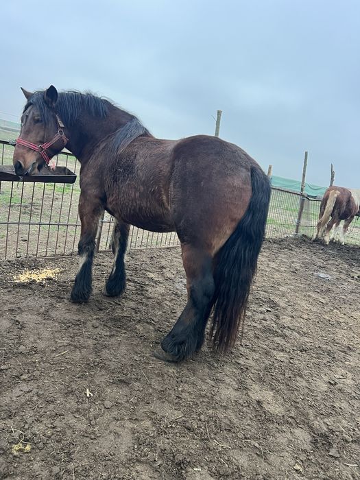 Iapă gestantă de vânzare