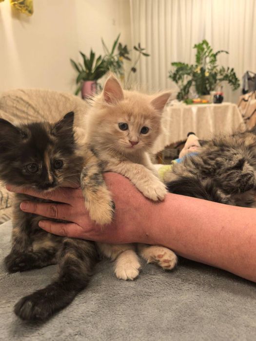 Пушистые комочки счастья ищут свой дом