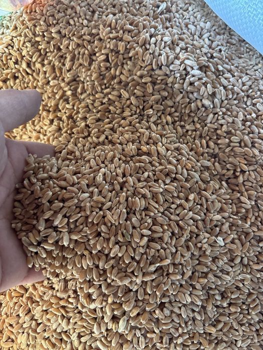 зерно бидай пщеница