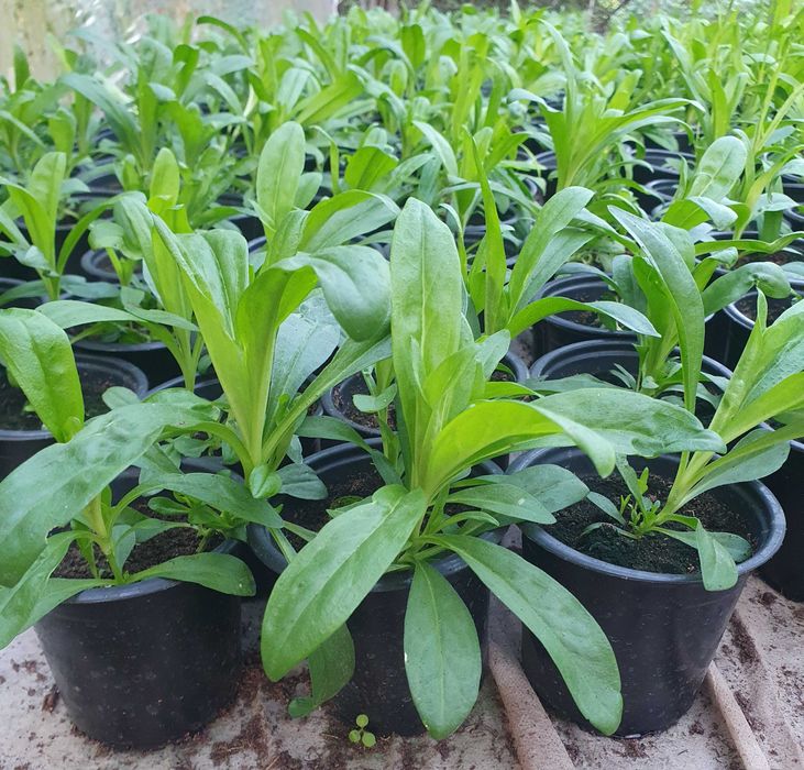 Топ карамфил  многогодишен