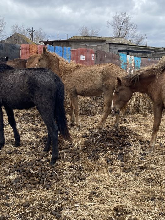 Продам крс или обмена на авто