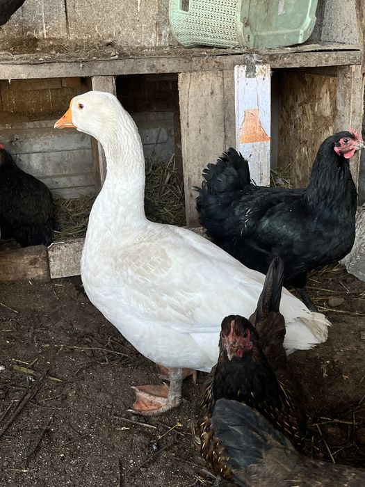 продам гуся от пароды линда