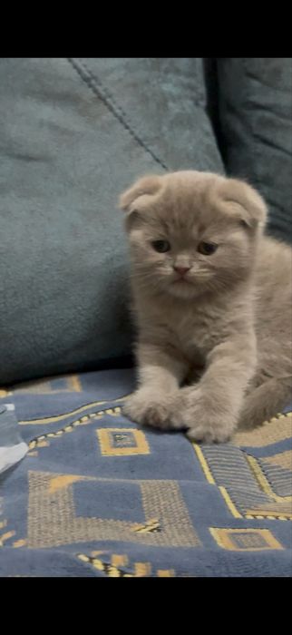 Фолд котенок 1 мес мальчик лиловый