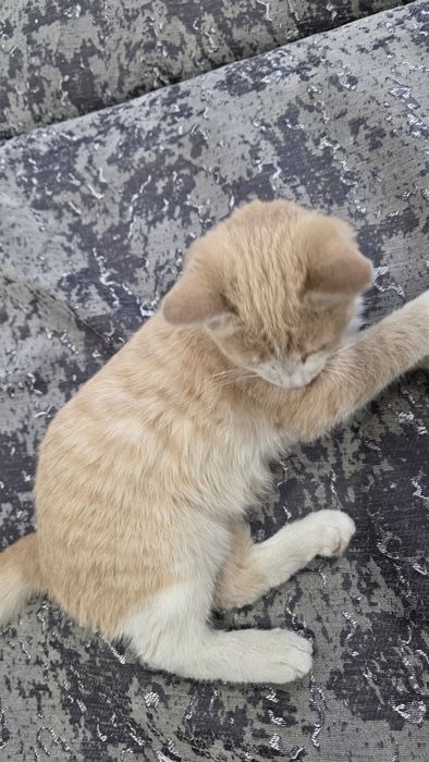 Котенок рыжий денежный игривый