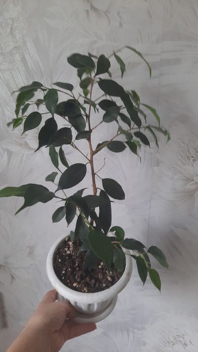 Фикусы разные продам