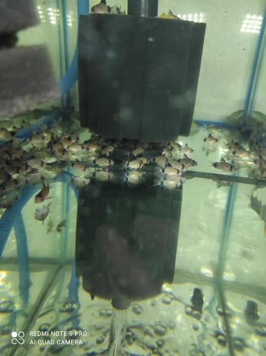 Продам аквариумных рыбок оптом