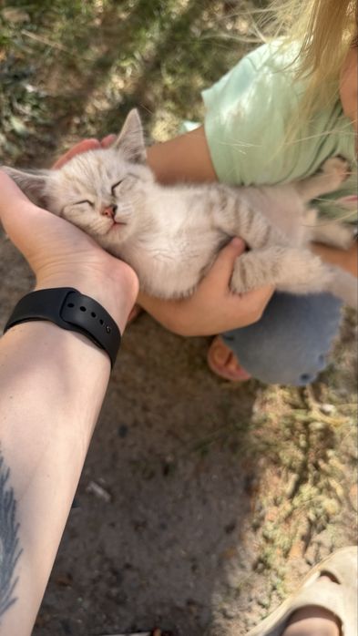 Милашка кот ищет дом