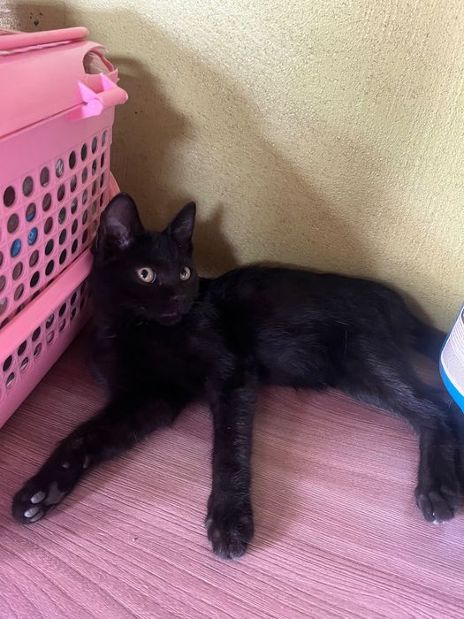 Отдам котенка в хорошие руки