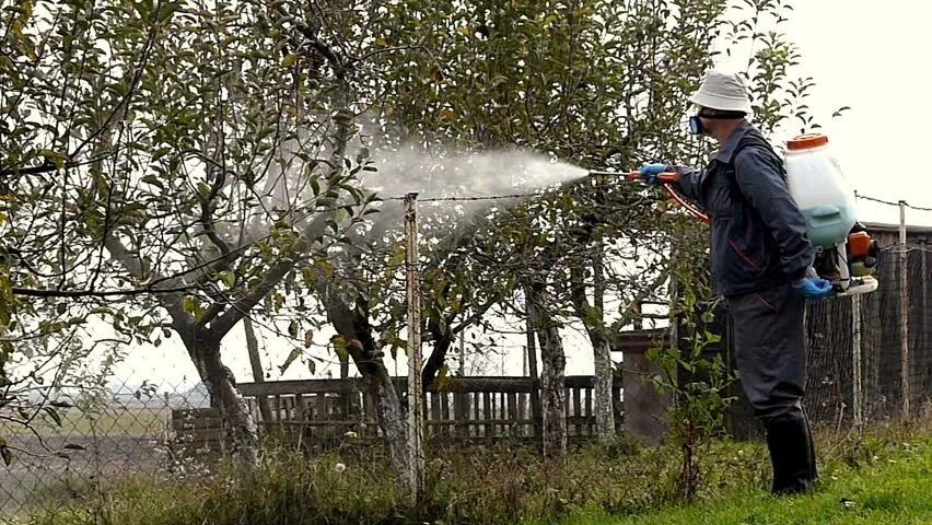 Обрезка плодовых деревьев весной!