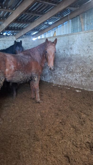 Ат-жылкы сатылады