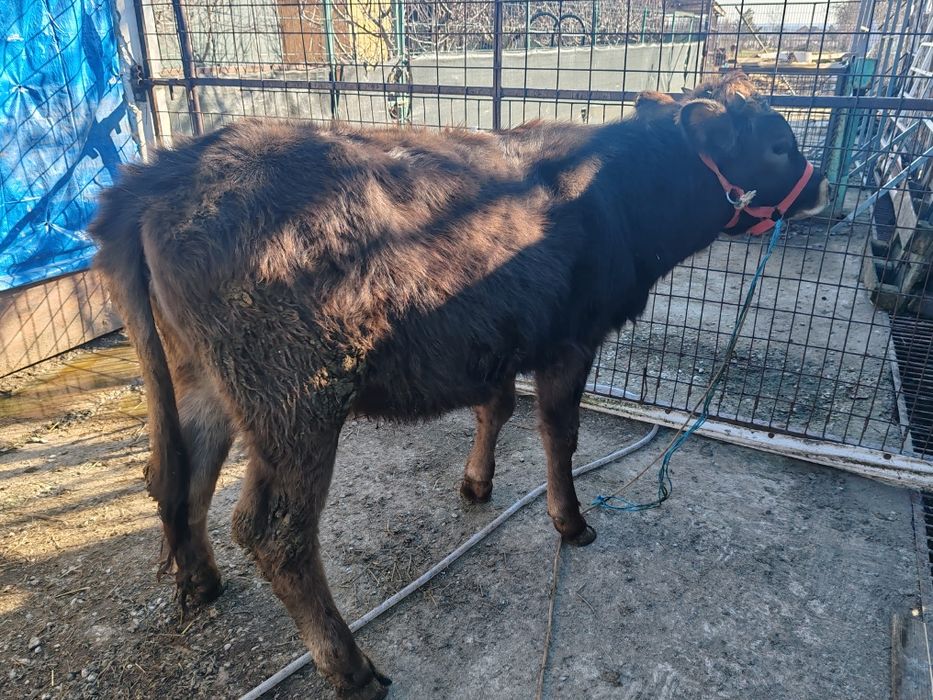 Vitea bruna de vânzare