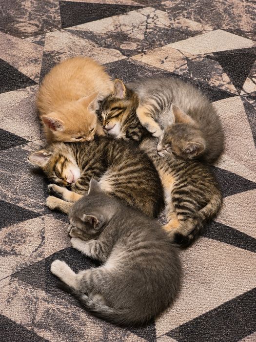 Ищем семью для котят