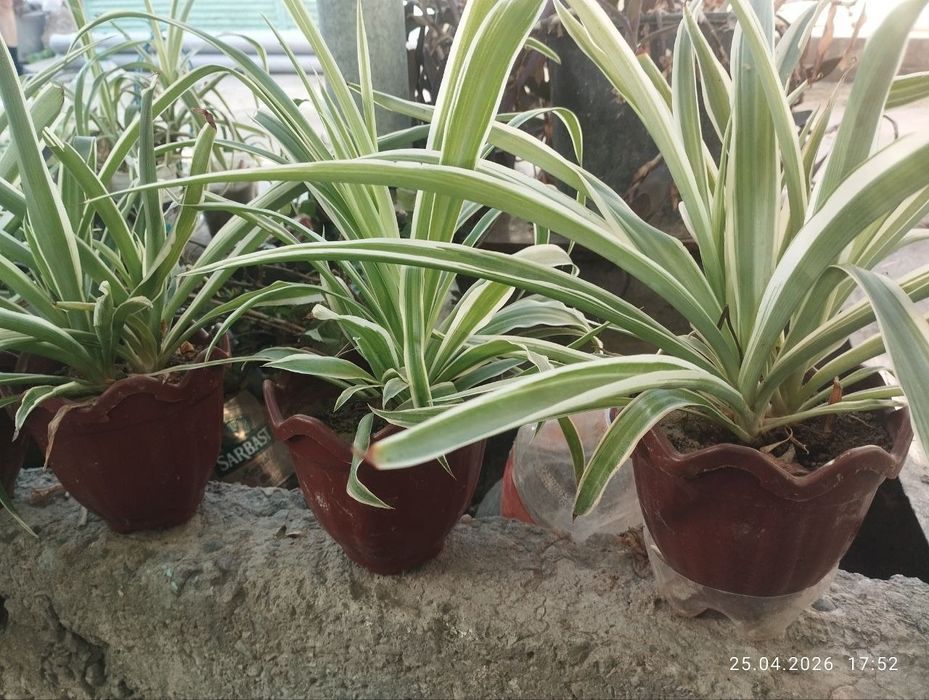 Gullar xonaki gullar