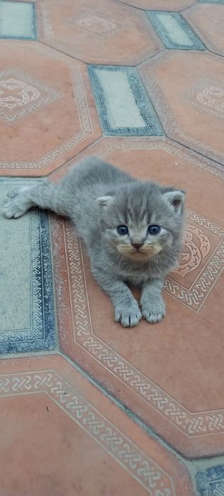 Продаются котята скоттиш фолд и скоттиш страйт